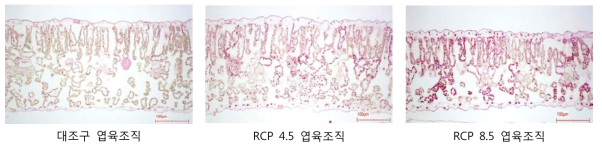 처리별 엽육조직