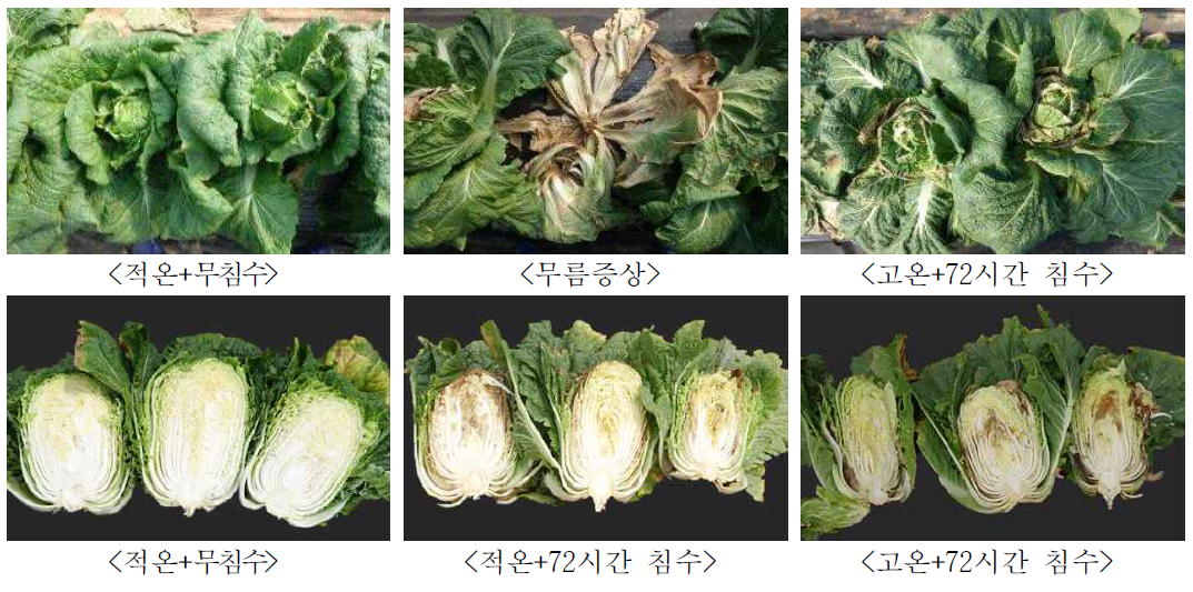 처리별 배추 피해양상