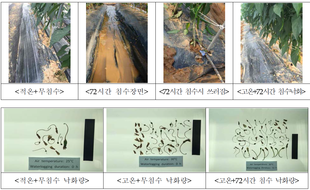 고추 하우스내 침수처리 모습 및 낙화정도