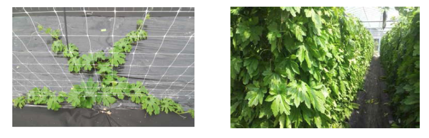 Growing shape and training method of bitter gourd plant.