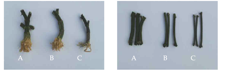 Investigated main stem and internode length of lateral vine as affected by planting date.