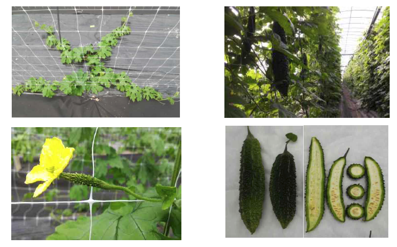 Bitter gourd plant growing in rain shielding plastic house