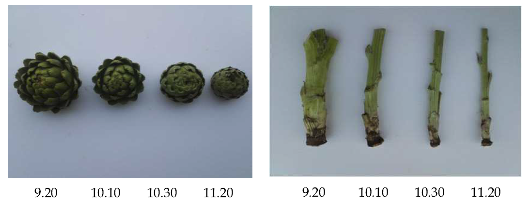 Effect of planting date on fruit and growth of artichoke (2016.5.31)