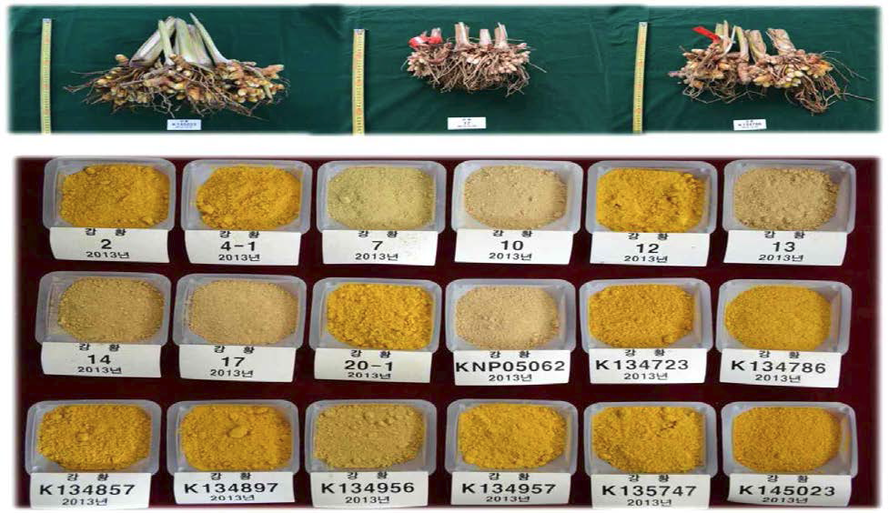 Turmeric variety samples for the analysis of curcuminoids and essential oil.