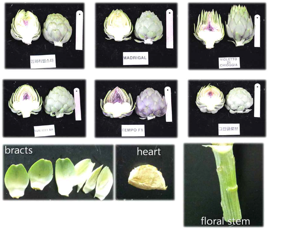 Artichoke samples for the analysis of polyphenolics compounds