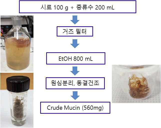 Extraction procedure of mucin from okra.