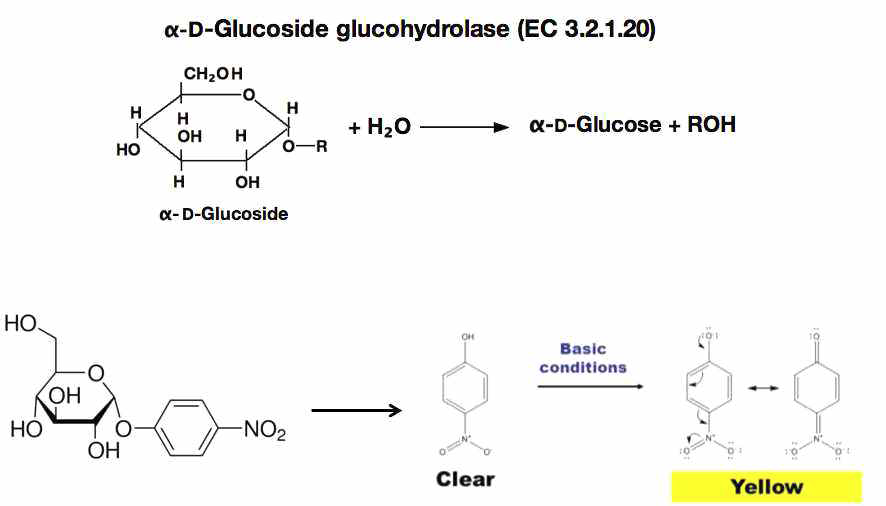 Test principles of α-glucosidase activity inhibition