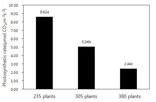 Difference of photosynthetic rate by planting density(plants.10a-1) in greenhouse condition. Measured leaves of middle part of the stalks(above ground 150cm) of growing stage(78 days after transplanting).