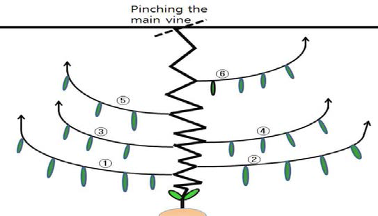 Training method of bitter gourd in staking cultivation under non-heated greenhouse, 6 lateral vines with pinching the main vine.