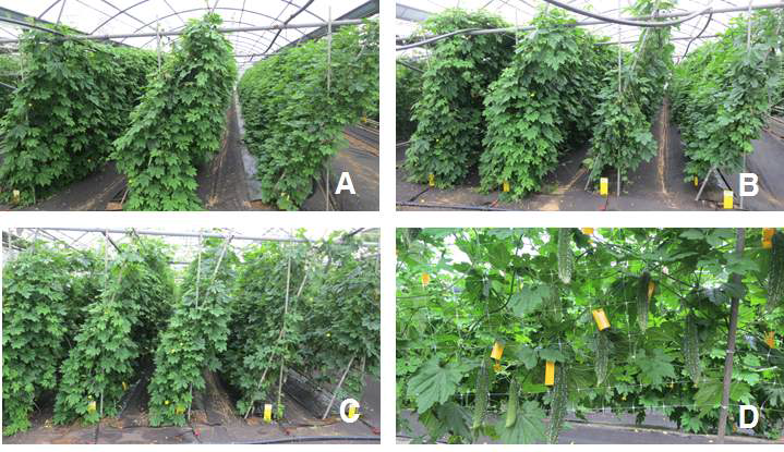 Comparison of growing shape of each treatments.