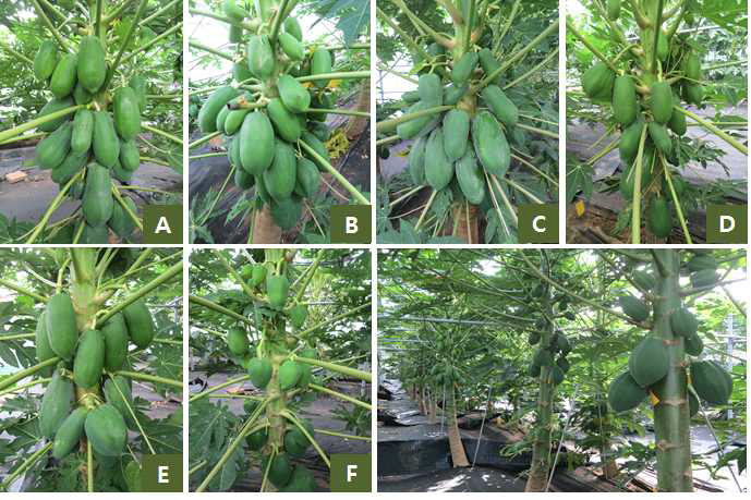 Fruiting shape of green papaya by nursery period in non-heated green house(Nursery period; A: 13months, B: 11months, C: 9months, D: 7months, E: 5months and F: 3months). Photos were taken in 15, Dec. 2015.