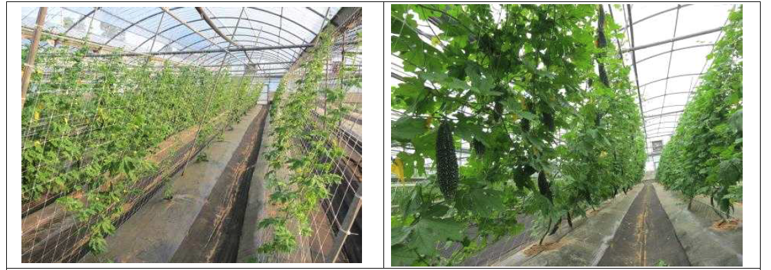 Growing shape in early stage(July. 20) left, Growing shape in fruiting stage(Aug. 24), Right