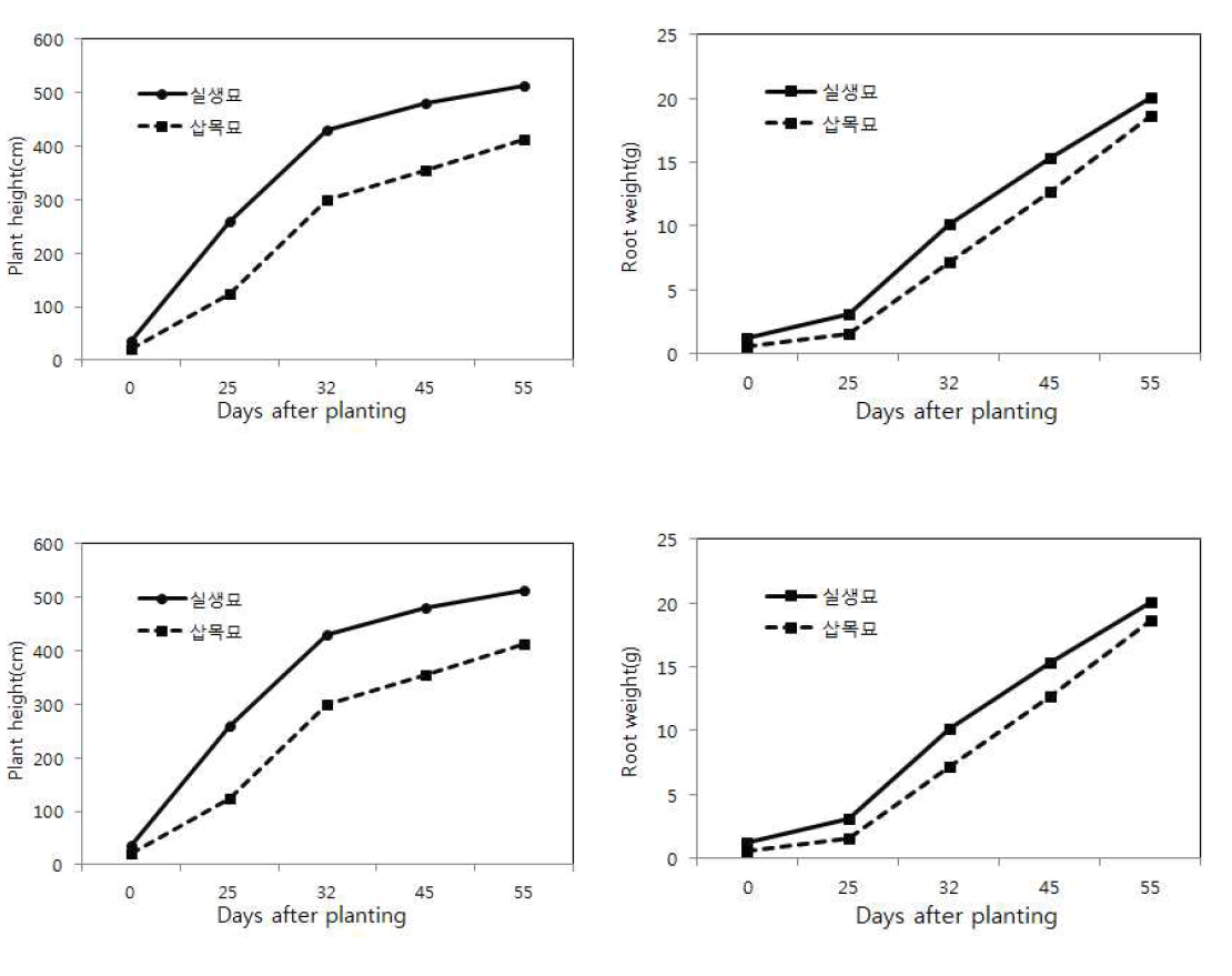 실생묘와 삽목묘의 정식 후 생육량 비교