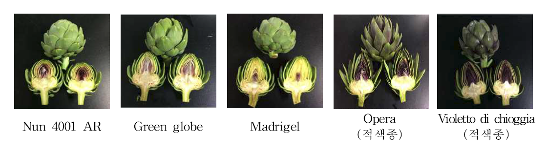 아티초크 품종별 화뢰 특성