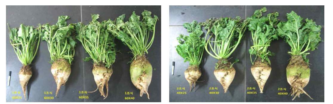 사탕무 재식간격에 따른 생육 모습 (2014.10.30.)
