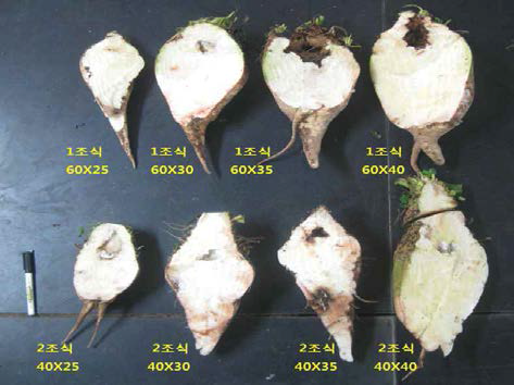 사탕무 재식간격에 따른 뿌리 단면 모습 (2014.10.30.)