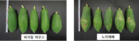 비가림 하우스 및 노지재배 파파야 비교