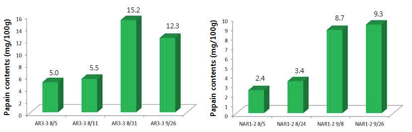 비가림 하우스(좌)와 노지재배(우) 파파야 착과 일수별 papain함량 비교