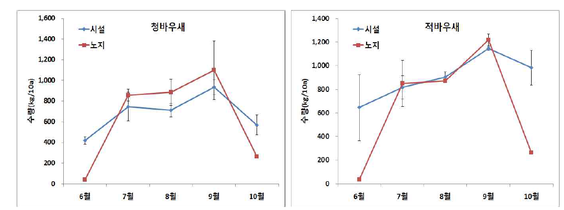 인디언시금치 월별 수량변화