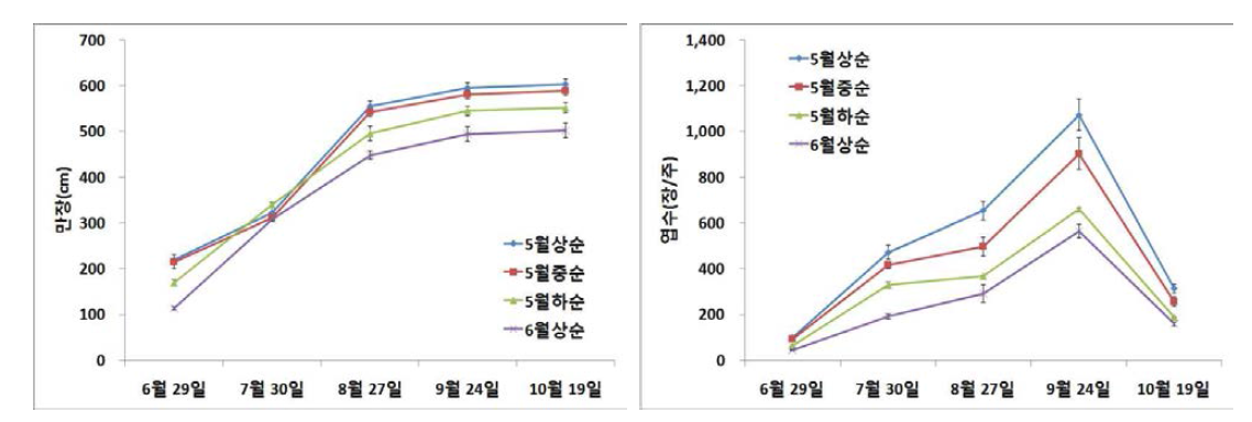 여주 정식시기에 따른 월별 만장 및 엽수 변화