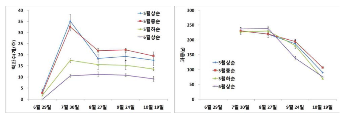 여주 정식시기에 따른 월별 착과수 및 과중 변화