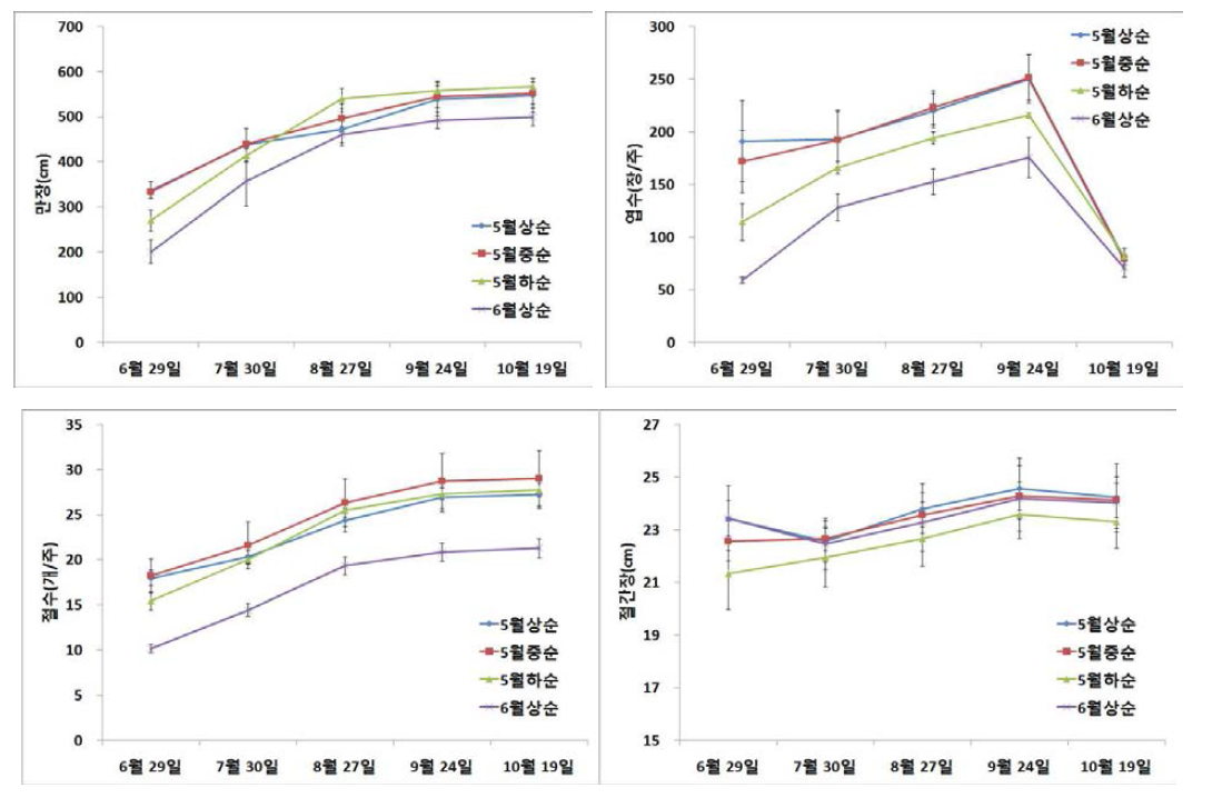 롱빈 정식시기에 따른 월별 생육 비교
