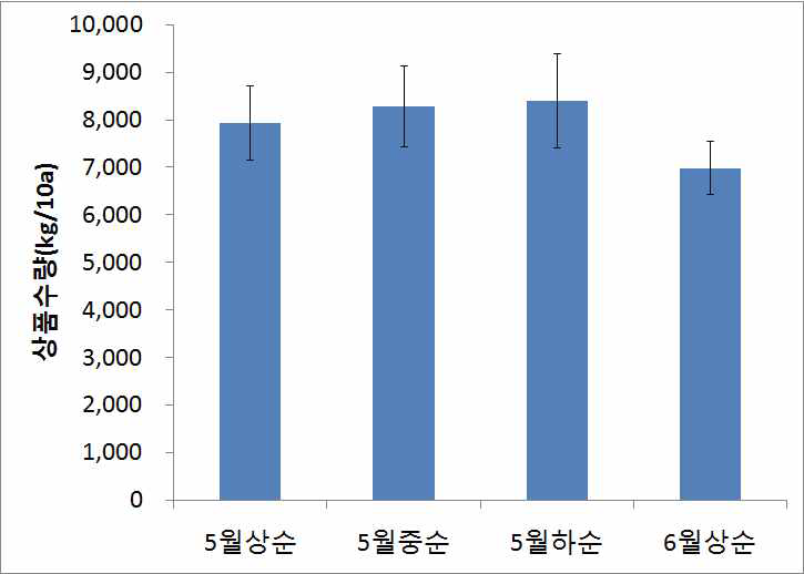 공심채 정식시기에 따른 상품수량 비교