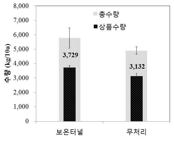 북부지역 여주 노지재배 시간이 보온터널 처리에 따른 수량 비교