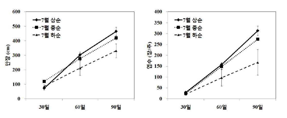 북부지역 여주 노지재배 억제작형 정식시기에 따른 만장, 엽수 비교