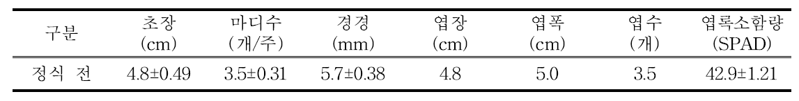 차요테 정식 전 묘소질