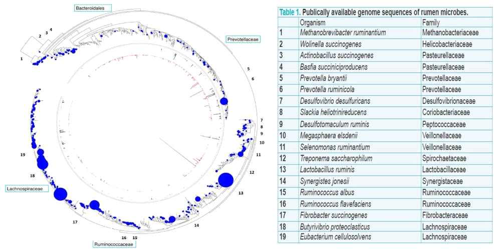 Hungate 1000 과제에 의한 Culture-dependent 및 independent 기술을 이용한 분자 생물학적 계통도 및 rumen에서 분리/동정된 미생물 중 현재 그 genome sequence 정보를 얻을 수 있는 미생물 목록