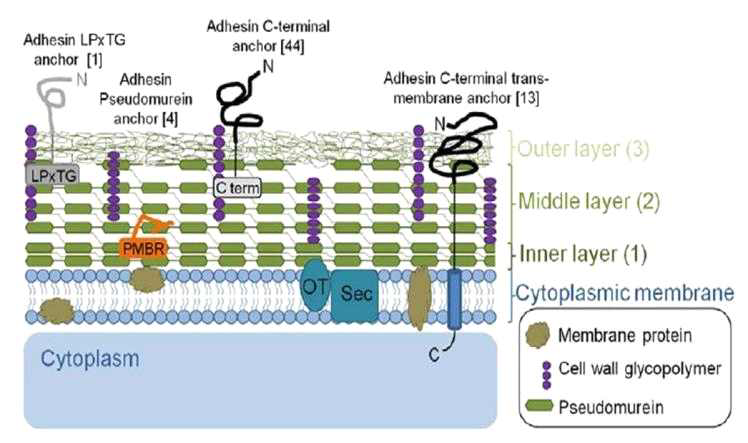 반추위 내 대표 메탄균인 Methanobrevibacter ruminantium M1균주의 세포벽 구조