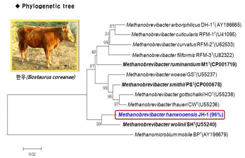 한우에서 분리된 메탄균 신종의 분자생물학적 계통도