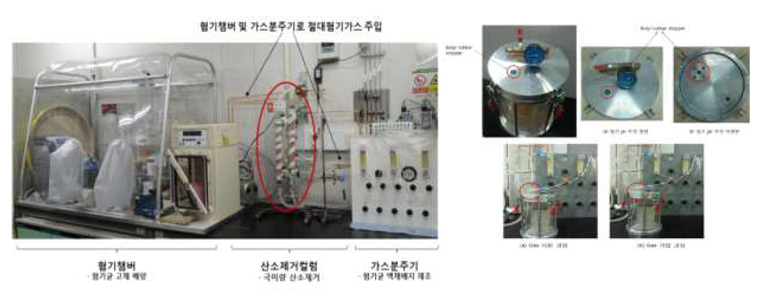 한우 반추위 내 절대혐기성 미생물 분리를 위한 장비