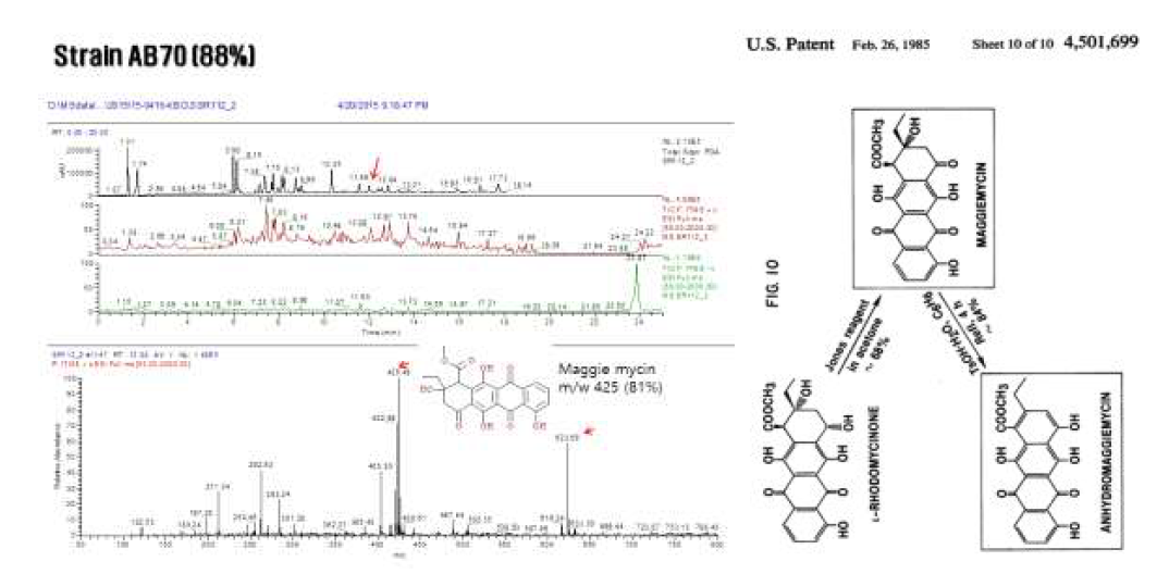 AB균주가 생산하는 maggie mycin LC/MS 분석 및 분자 구조
