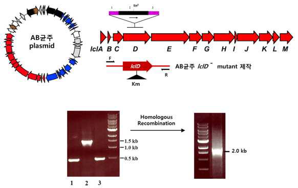 AB균주의 plasmid로부터 lactocillin 생산 유전자 삭제 방법 그림