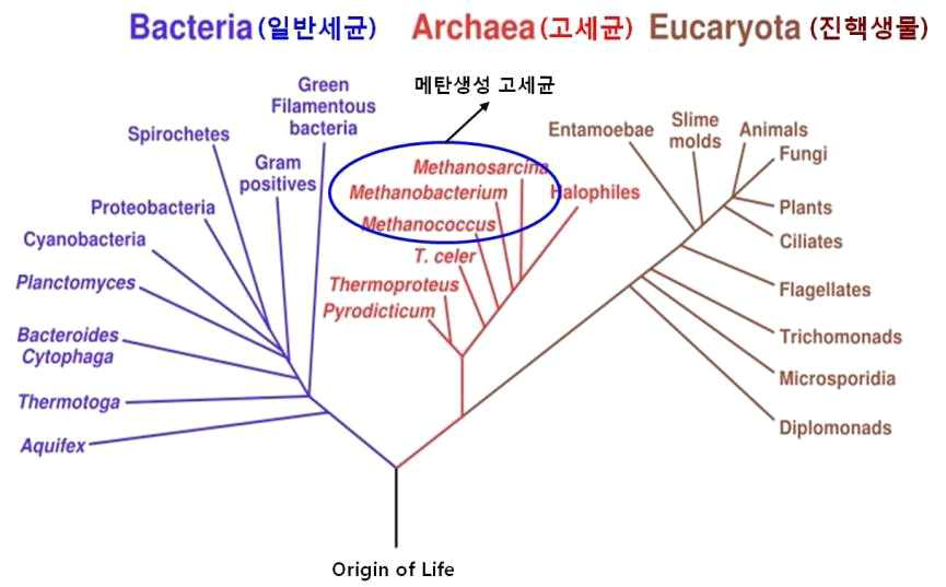 분자생물학적 생물 계통도 - 메탄생성 고세균의 분류학적 위치