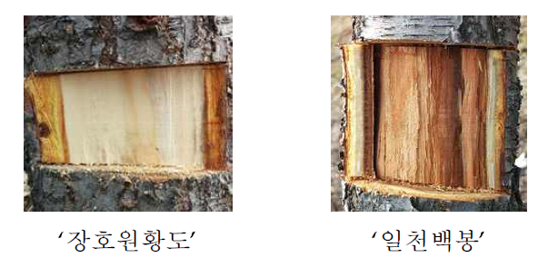 ‘장호원황도’와 ‘일천백봉’ 복숭아나무의 생육기 주간부 조직.