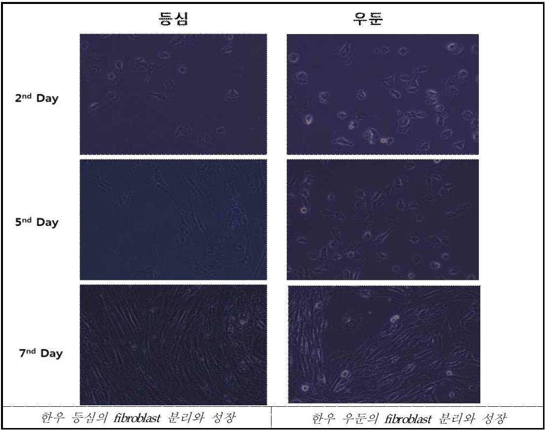 한우 등심, 우둔의 fibroblast 분리와 성장