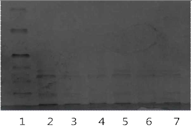 6% SDS-PAGE; 1: standard; 2: collagen type 1; 3-4: 우둔시료; 5-7: 등심시료.