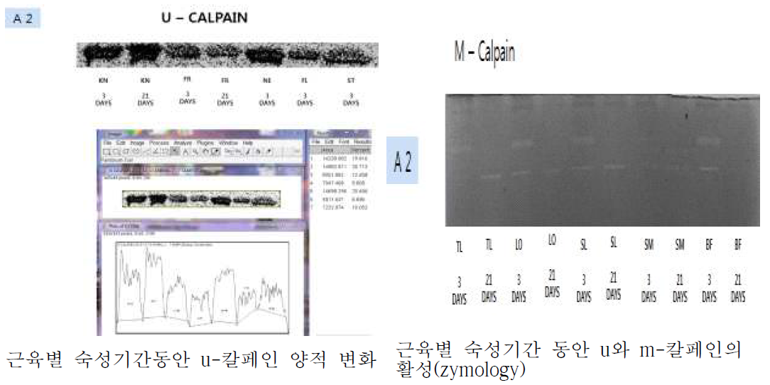 숙성기간에 따른 칼페인 변화 및 활성