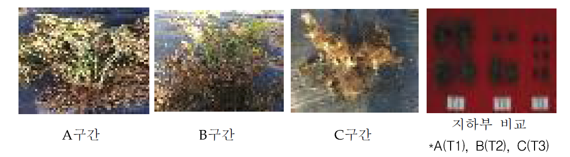 온도구배(+0℃~+6℃)에 따른 당귀 수확기 생육차이