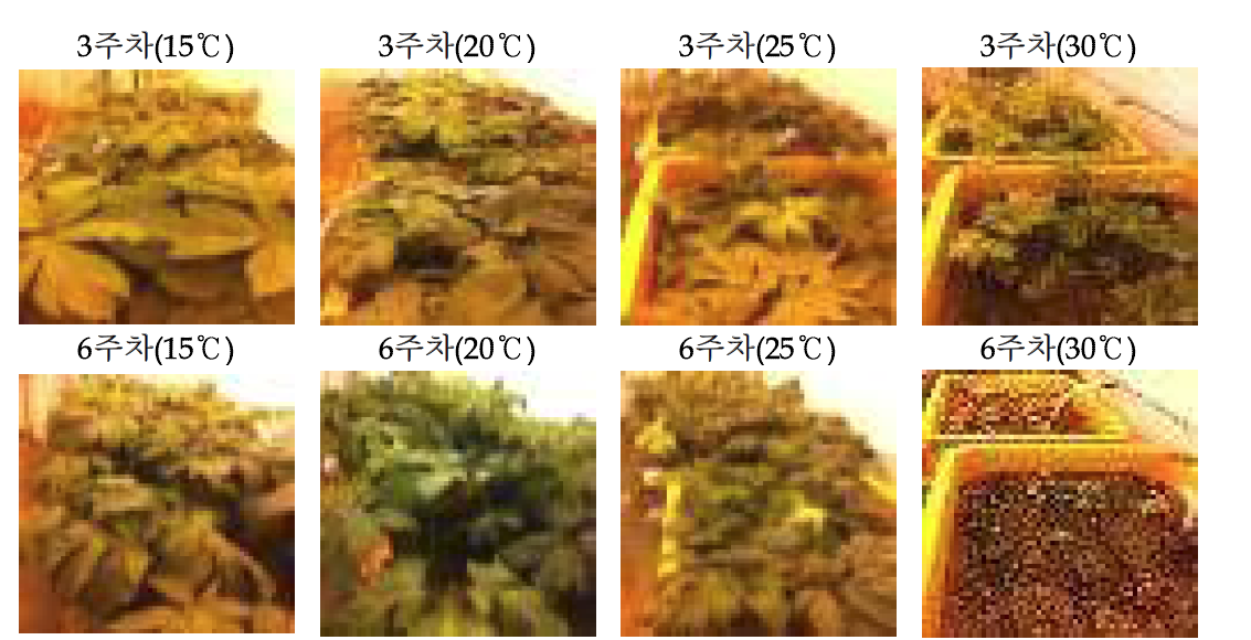 기온차이에 따른 당귀 생육특성 (3~6주차)