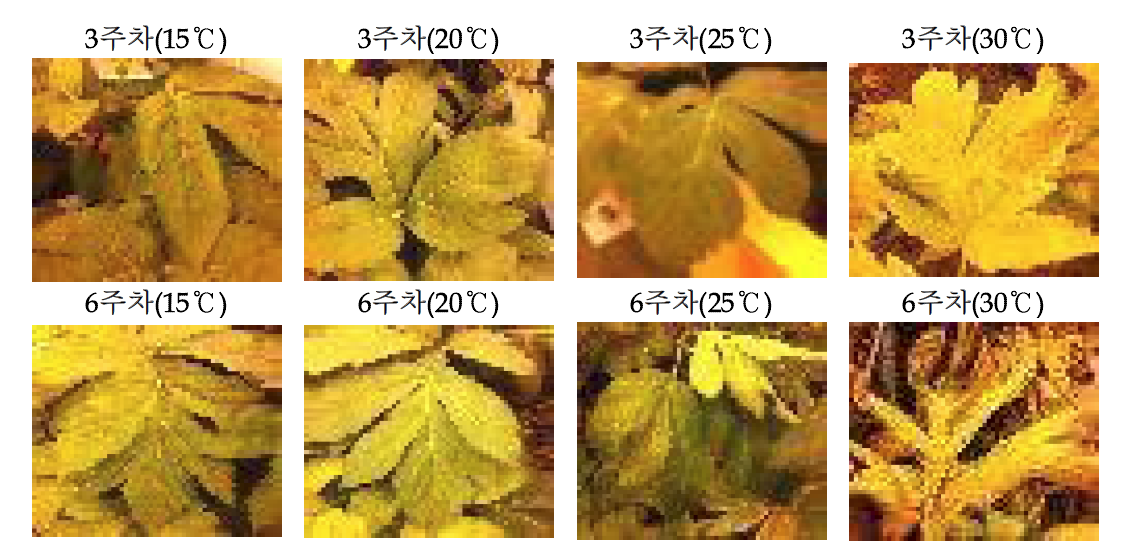 평균기온 차이에 따른 당귀엽 특성 (3~6주차)