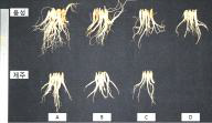 생육기 온도처리별 4년생 인삼의 지하부 생육