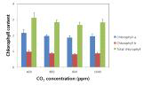 이산화탄소 처리농도별 엽록소 함량 변화