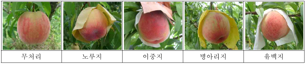 남원지역 ‘미홍’ 수확기 봉지종류별 착과상태