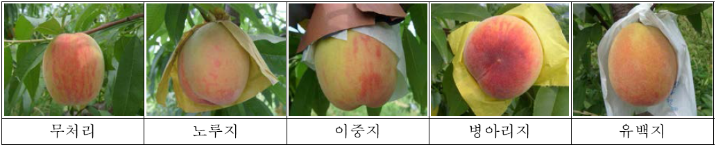 남원지역 ‘미황’ 수확기 봉지종류별 착과상태