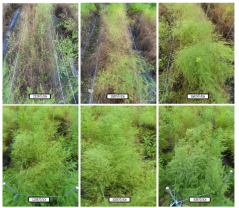 재식밀도별 아스파라거스 줄기마름병 발생율 비교