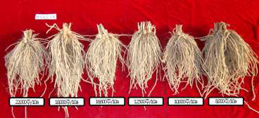 재식밀도별 뿌리생육 사진